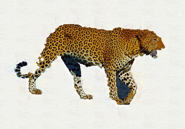Leopardo Namíbia Ilustração Arte Vintage Retro Desenho Antigo Pintura Esboço — Fotografia de Stock
