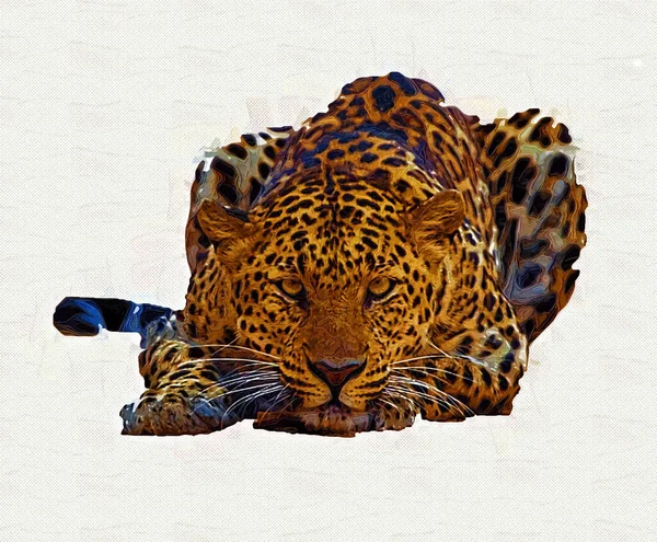 Leopard Namibia Illustration Art Vintage Retro Antique Drawing Sketch — стокове фото