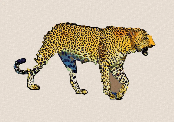 Leopard Namibii Ilustrace Umění Vinobraní Retro Starožitné Kreslení Náčrtku — Stock fotografie