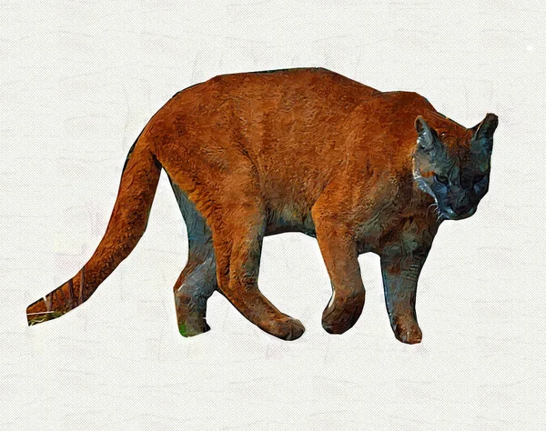 Puma Cougar Portrait Isolated Background Illustration Art Vintage Retro Antique — Stock Photo, Image
