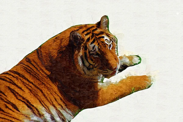 Tiger Konst Illustration Gammal Teckning — Stockfoto