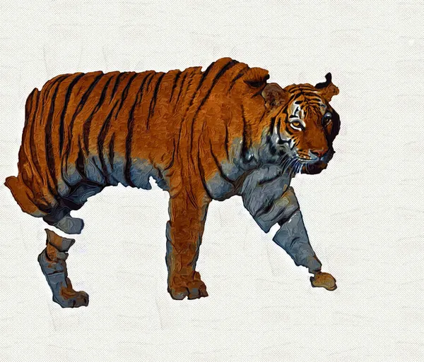 Tiger Art Illustration Old Drawing — Stock Photo, Image