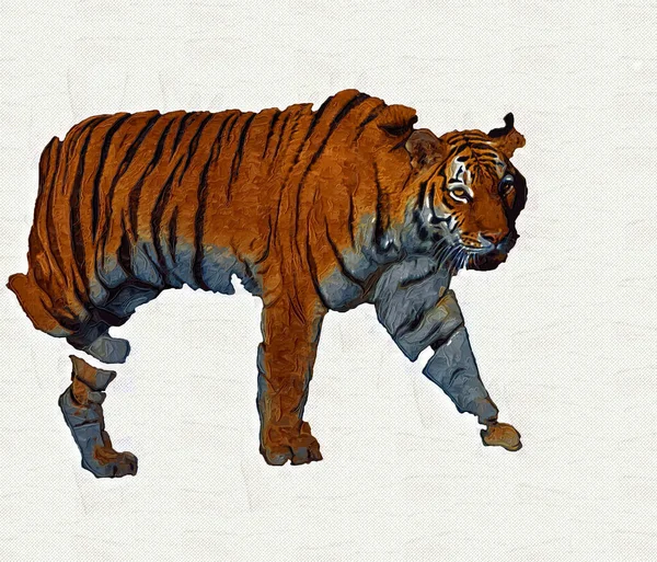 tiger art illustration old drawing