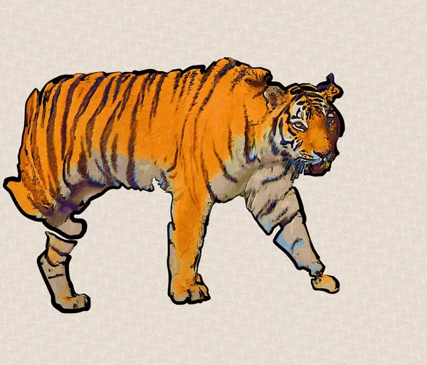 tiger art illustration old drawing