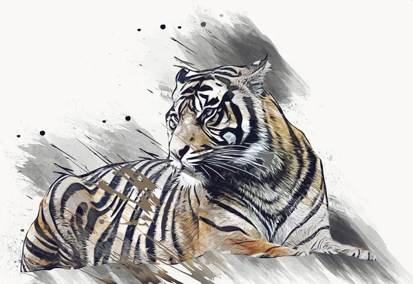 tiger art illustration old drawing