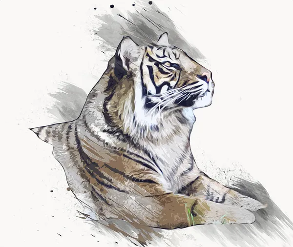 Tiger Arte Ilustración Viejo Dibujo —  Fotos de Stock