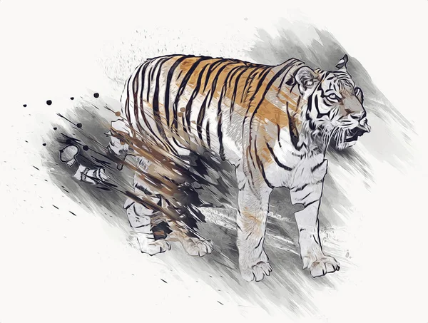 Tiger Arte Ilustración Viejo Dibujo —  Fotos de Stock