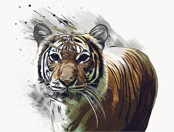 Tiger Arte Ilustración Viejo Dibujo —  Fotos de Stock