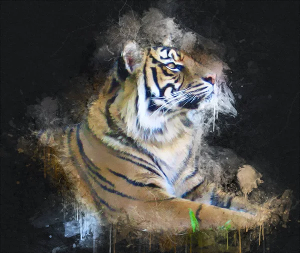 Тигрове Мистецтво Ілюстрація Старого Малюнка — стокове фото