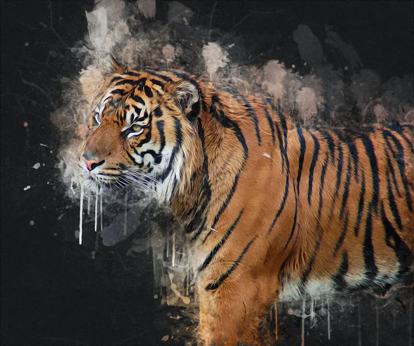 Tigre Arte Illustrazione Vecchio Disegno — Foto Stock