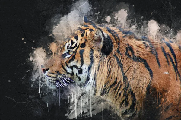 Tiger Art Illustration Alte Zeichnung — Stockfoto