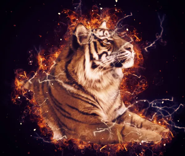 Tiger Art Illustration Alte Zeichnung — Stockfoto