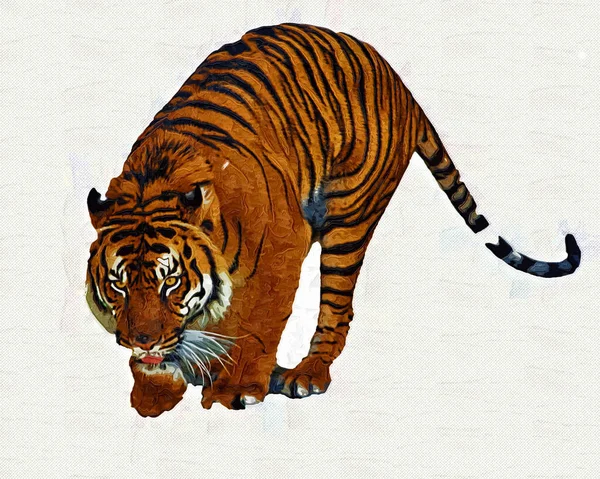 Tiger Art Illustration Old Drawing — Stock Photo, Image