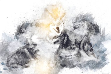 köpek Alaska malamute, illüstrasyon, sanat, vintage, retro, antika resim çizimi