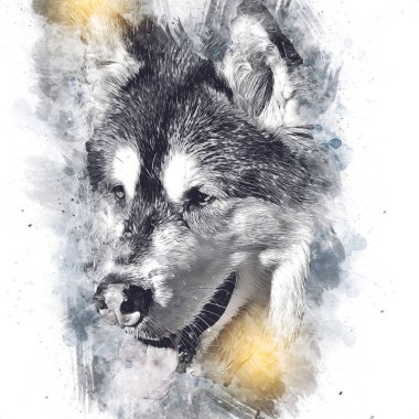 köpek Alaska malamute, illüstrasyon, sanat, vintage, retro, antika resim çizimi