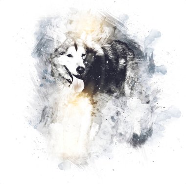 köpek Alaska malamute, illüstrasyon, sanat, vintage, retro, antika resim çizimi