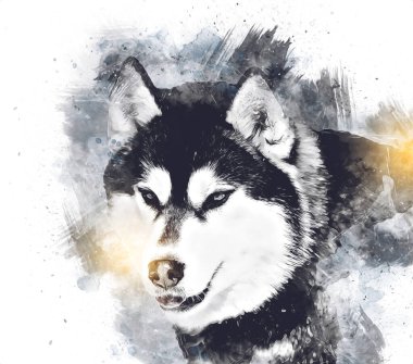 köpek Alaska malamute, illüstrasyon, sanat, vintage, retro, antika resim çizimi