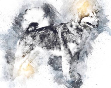 köpek Alaska malamute, illüstrasyon, sanat, vintage, retro, antika resim çizimi