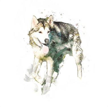 köpek Alaska malamute, illüstrasyon, sanat, vintage, retro, antika resim çizimi