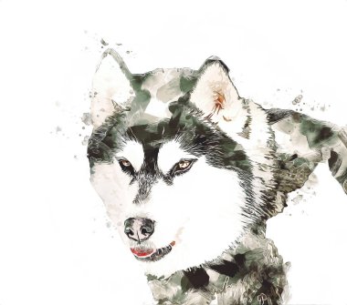 köpek Alaska malamute, illüstrasyon, sanat, vintage, retro, antika resim çizimi
