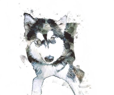 köpek Alaska malamute, illüstrasyon, sanat, vintage, retro, antika resim çizimi