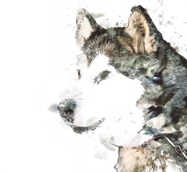 köpek Alaska malamute, illüstrasyon, sanat, vintage, retro, antika resim çizimi