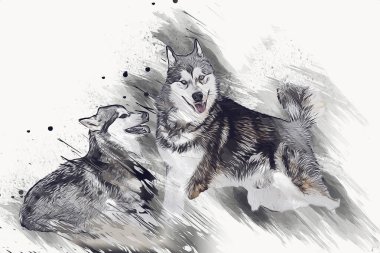 köpek Alaska malamute, illüstrasyon, sanat, vintage, retro, antika resim çizimi