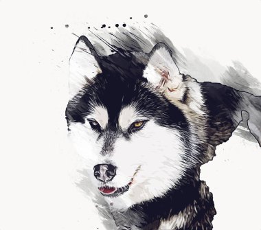 köpek Alaska malamute, illüstrasyon, sanat, vintage, retro, antika resim çizimi