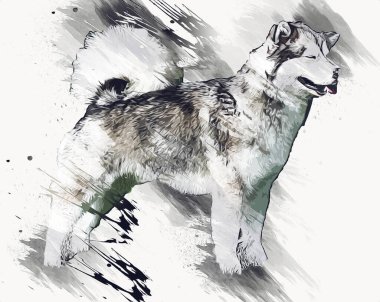 köpek Alaska malamute, illüstrasyon, sanat, vintage, retro, antika resim çizimi