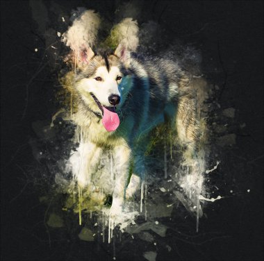 köpek Alaska malamute, illüstrasyon, sanat, vintage, retro, antika resim çizimi
