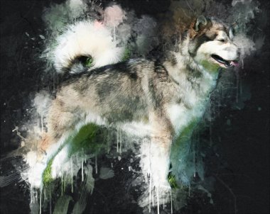 köpek Alaska malamute, illüstrasyon, sanat, vintage, retro, antika resim çizimi