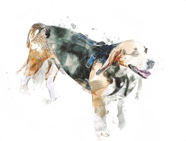 Güzel av köpeği izole edilmiş, resim, sanat, antika, antika resim çizimi.