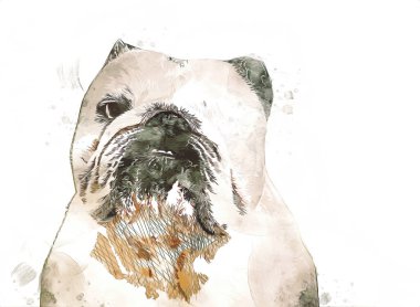 Güzel bulldog izole edilmiş, resim, sanat, antika, antika resim çizimi.