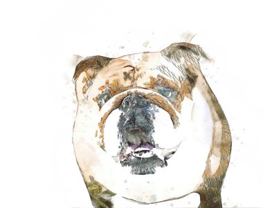 Güzel bulldog izole edilmiş, resim, sanat, antika, antika resim çizimi.