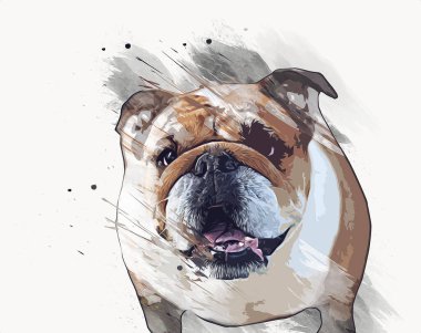 Güzel bulldog izole edilmiş, resim, sanat, antika, antika resim çizimi.