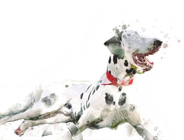 Dalmaçyalı köpek, oturuyor, kameraya bakıyor, illüstrasyon, sanat, antika, antika resim çizimi