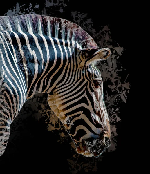 Ritning Zebra Skiss Afrikanska Däggdjur Illustration — Stockfoto