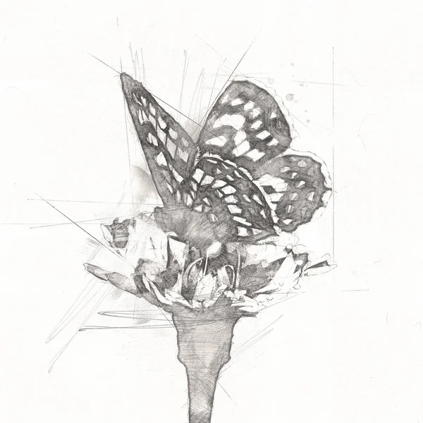 Illustration Papillon Art Vintage Rétro Dessin Antique Dessin Peinture Croquis — Photo