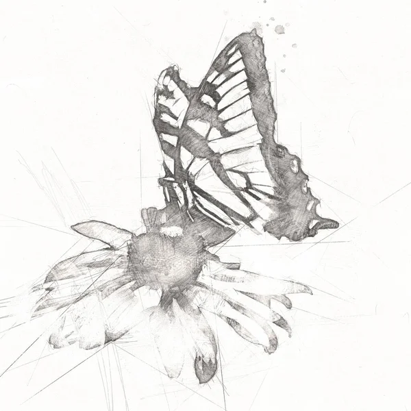 Mariposa Ilustración Arte Vendimia Retro Dibujo Antiguo Dibujo Dibujo — Foto de Stock