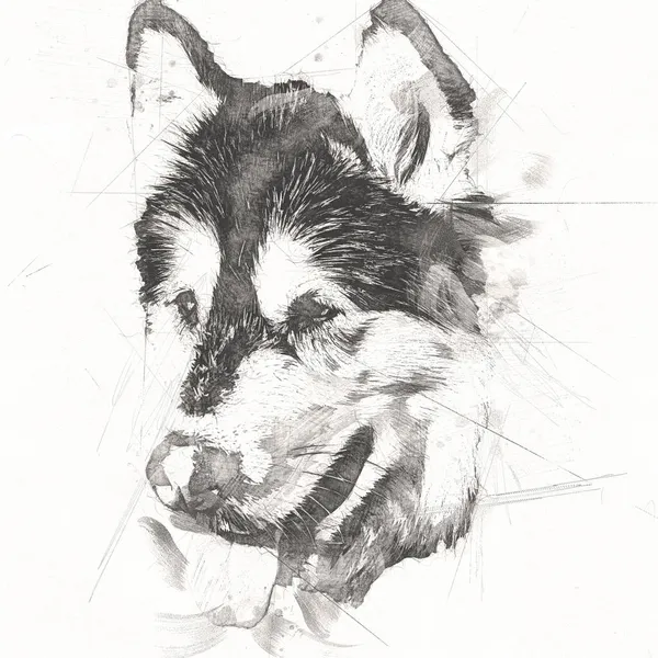 Cão Alasca Malamute Ilustração Arte Vintage Retro Desenho Antigo Pintura — Fotografia de Stock