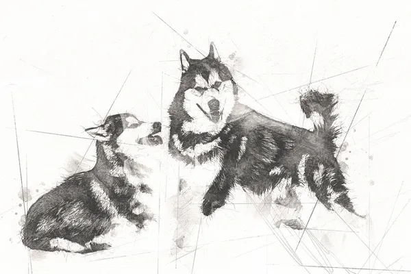 Perro Alaska Malamute Ilustración Arte Vendimia Retro Dibujo Antiguo Dibujo — Foto de Stock