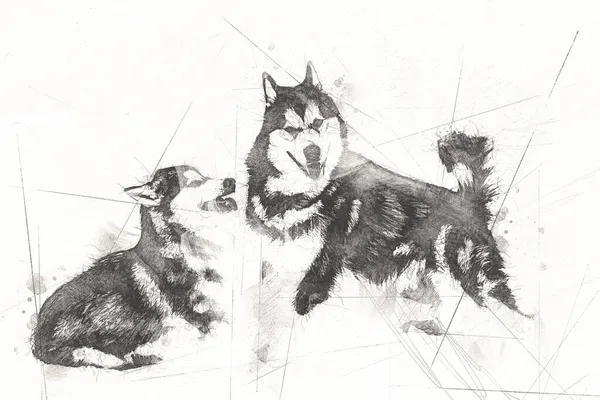 Pies Alaskan Malamute Illust Sztuka Vintage Retro Antyczny Rysunek Malarstwo — Zdjęcie stockowe