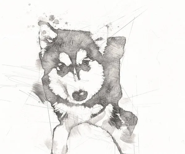 Cane Alaskan Malamute Illustrazione Arte Storico Retrò Disegno Antico Pittura — Foto Stock