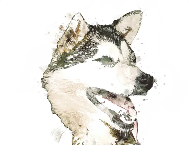 Perro Alaska Malamute Ilustración Arte Vendimia Retro Dibujo Antiguo Dibujo —  Fotos de Stock