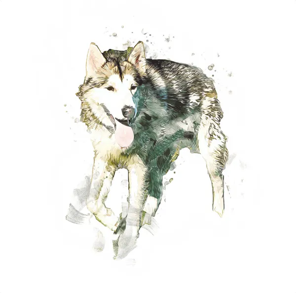 犬Alaskan Malamute イラスト アート ヴィンテージ レトロ アンティーク図面のスケッチ — ストック写真