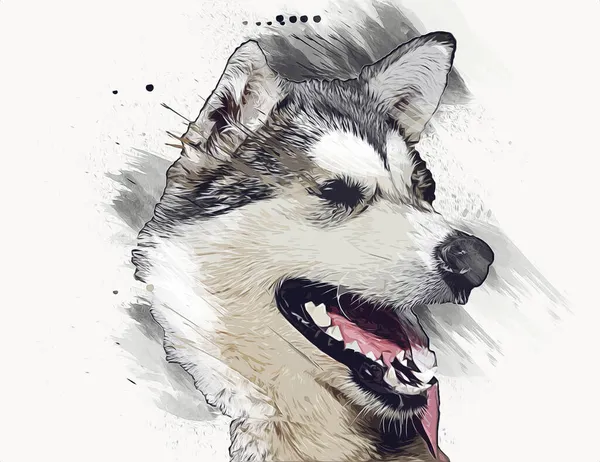 Chien Alaskan Malamute Illustration Art Vintage Rétro Dessin Antique Croquis — Photo