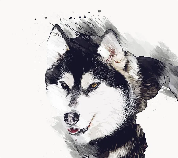 Hund Alaska Malamute Illustration Kunst Jahrgang Retro Antike Zeichnung Malerei — Stockfoto