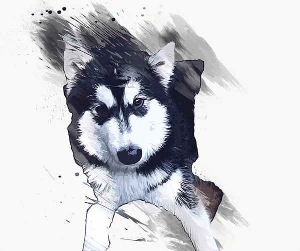 犬Alaskan Malamute イラスト アート ヴィンテージ レトロ アンティーク図面のスケッチ — ストック写真