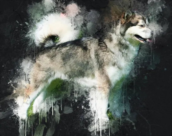 Hund Alaska Malamute Illustration Kunst Jahrgang Retro Antike Zeichnung Malerei — Stockfoto