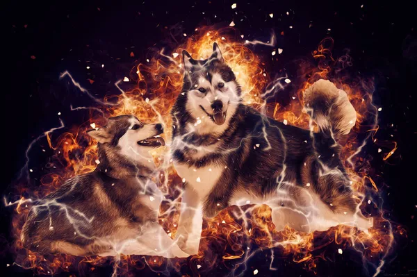 犬Alaskan Malamute イラスト アート ヴィンテージ レトロ アンティーク図面のスケッチ — ストック写真